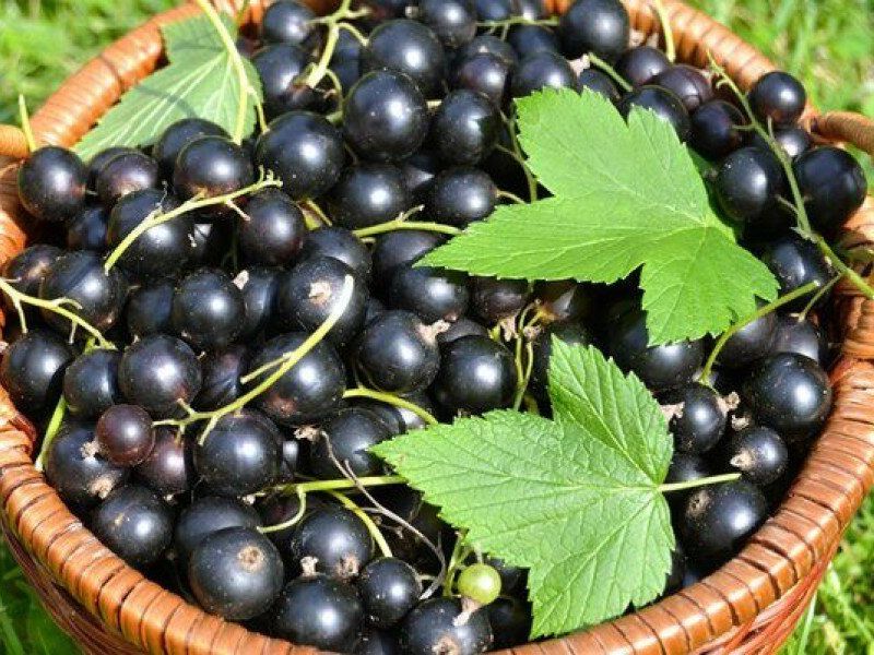 Смородина купить саженцы из питомника в Феодосии