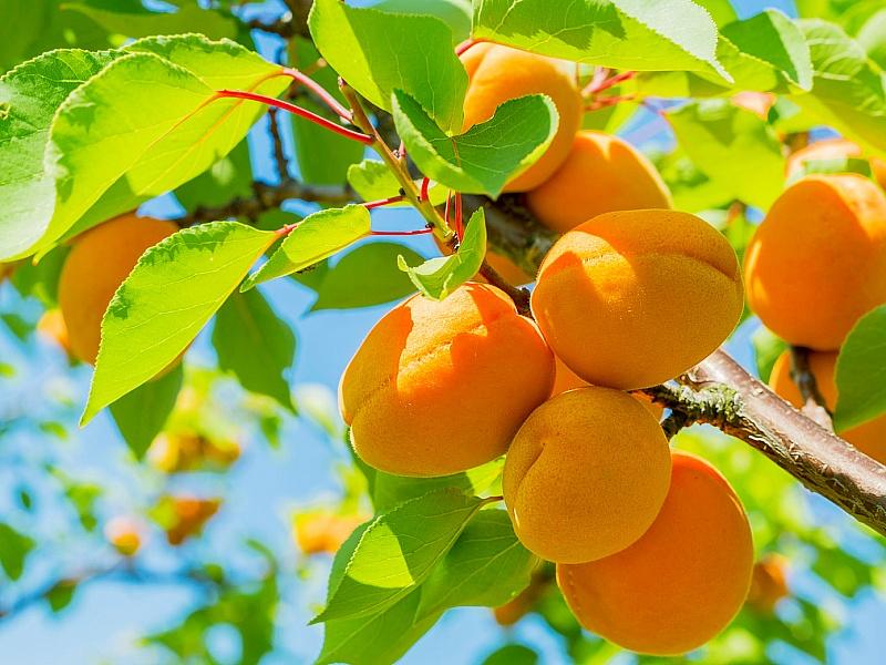 Абрикос купить саженцы из питомнике в Феодосии