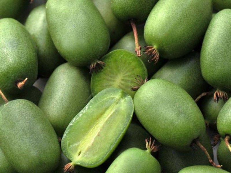 Актинидия купить саженцы из питомнике в Феодосии