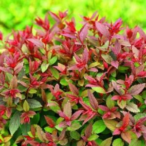 Спирея "ДАБЛ ПЛЕЙ БИГ БЕНГ" (стакан Р9)
