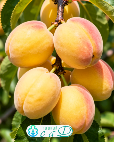 Абрикос саженцы "ЛУИЗА БЛАНК" ранний
